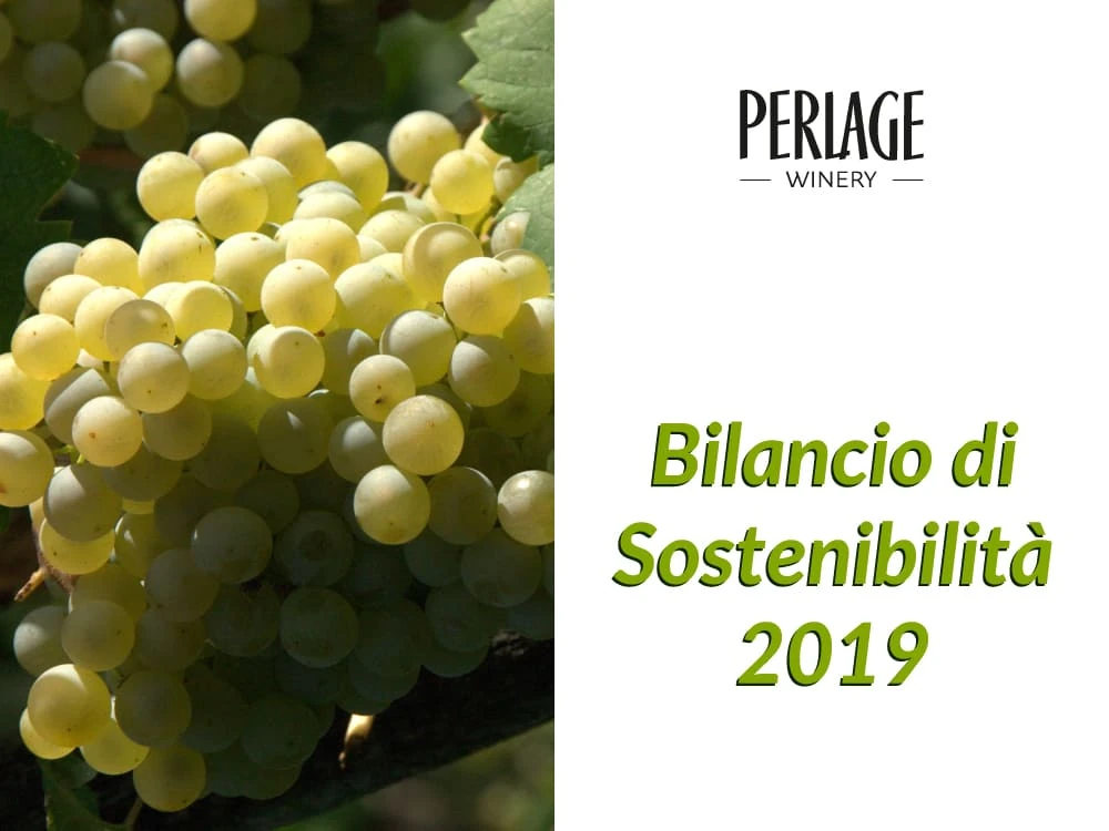 perlage-v-come-vegani Grappolo di uva biologica per Prosecco DOCG di Perlage Winery, Conegliano Valdobbiadene.
