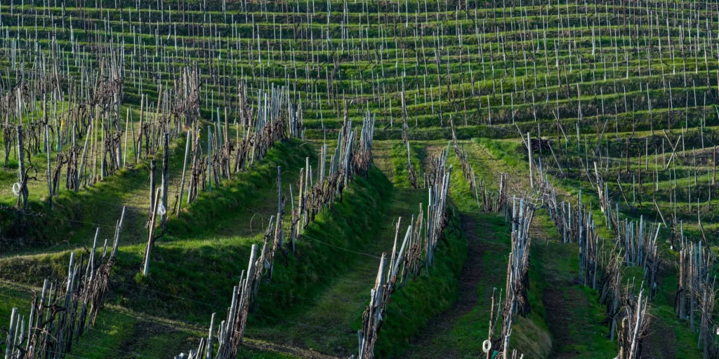 BioChar Project. Decarbonization in the vineyard.
