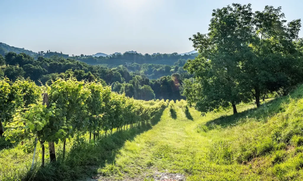 Plastic Free Vineyard