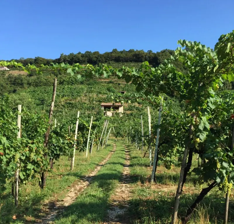 Perlage producer of organic Conegliano Valdobbiadene Prosecco since 1985