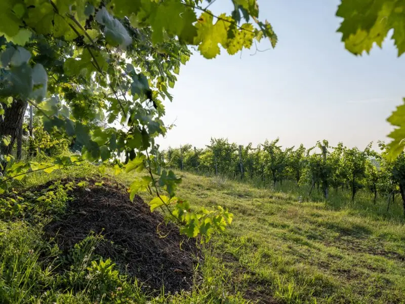 Biodynamic wine and Perlage: a combination of quality