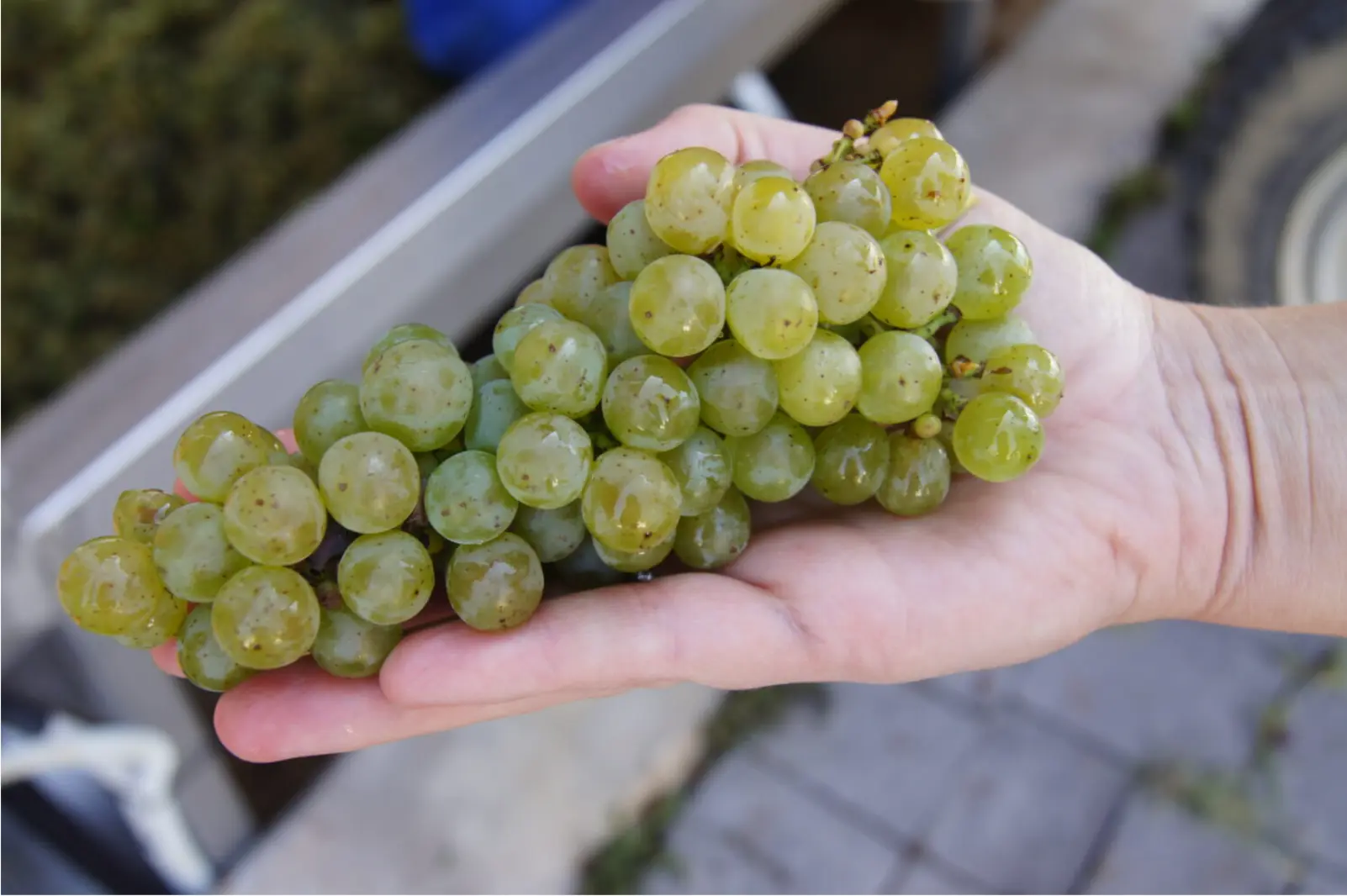 BCorp-Social marketing for sustainable businesses