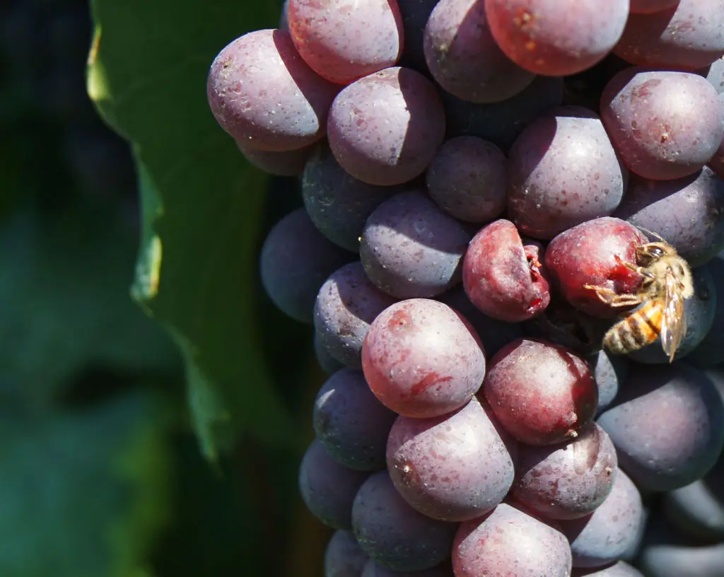 BCorp-Social marketing for sustainable businesses