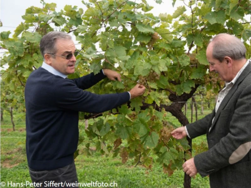 perlage-v-come-vegani Due viticoltori ispezionano uve per Prosecco DOCG nel vigneto biologico di Conegliano Valdobbiadene.