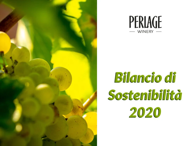 perlage-v-as-vegani Trauben für biologischen Prosecco DOCG, Nachhaltigkeit bei Perlage Winery Conegliano Valdobbiadene.