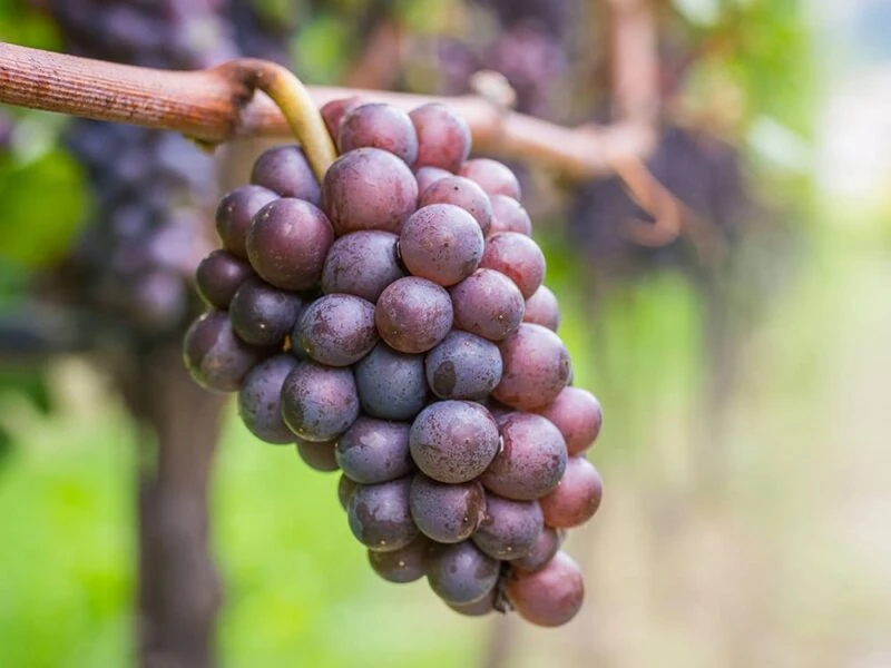 perlage-v-come-vegani Grappolo di uva matura per vini biologici nella regione di Conegliano Valdobbiadene.